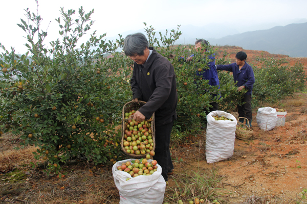 黄袍山3万亩油茶基地获国家有机认证